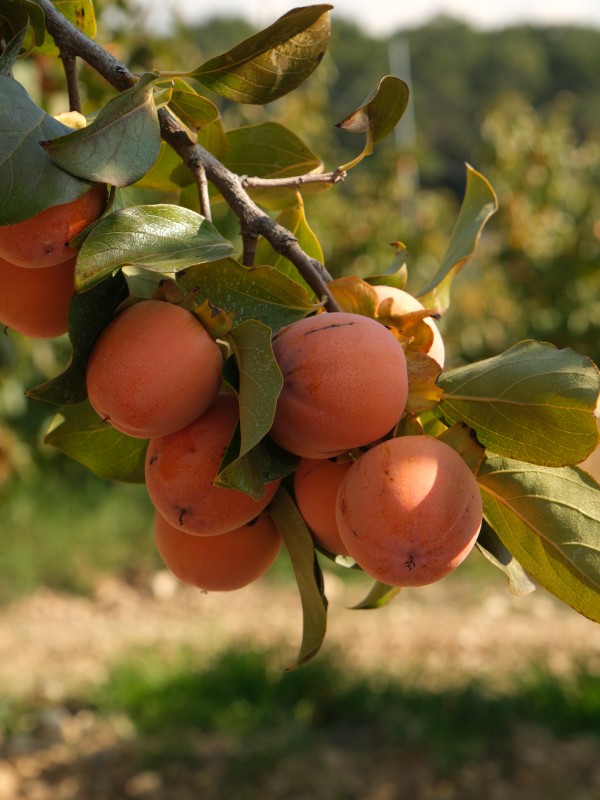 Cennet Hurması - ~3 KG
