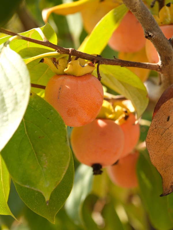 Cennet Hurması - ~3 KG
