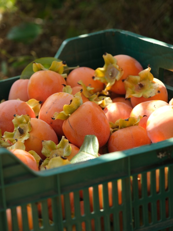 Cennet Hurması - ~3 KG