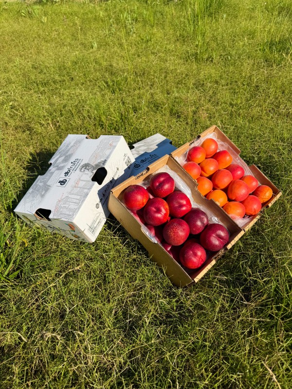 Nektarin - Kayısı (2 KG + 2 KG)