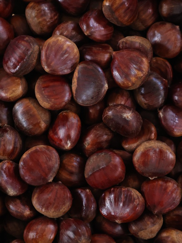 Natürel Aydın Kestanesi – 2000 Gr Jüt Kese, XL Büyük Boy Kestane