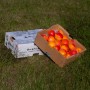 Kayısı - 2+2 KG (4 KG)