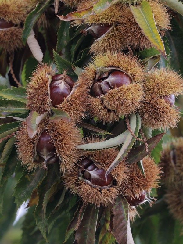 Organik Aydın Kestanesi – 2000 Gr Jüt Kese, XXL Jumbo Boy Kestane