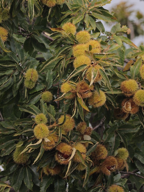 Organik Aydın Kestanesi – 2000 Gr Jüt Kese, XXL Jumbo Boy Kestane