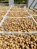 Organik Aydın İnciri – 1000 Gr Silindir Kutu