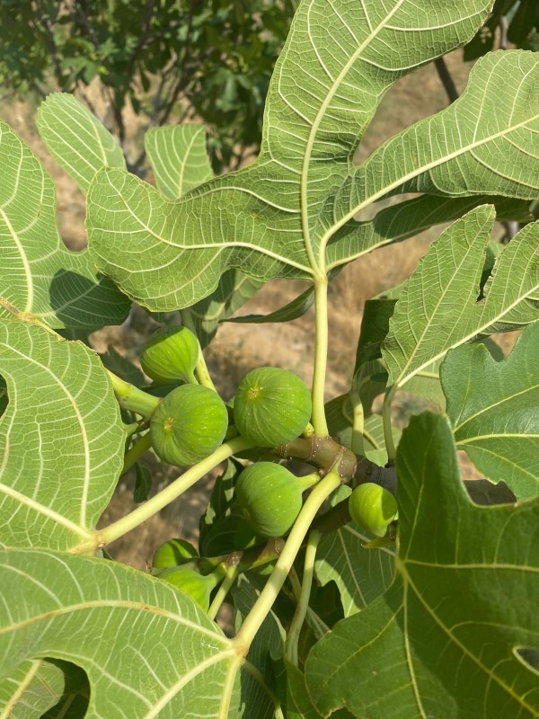 Organik Aydın İnciri – 3000 Gr Jüt Kese, XL Büyük Boy İncir