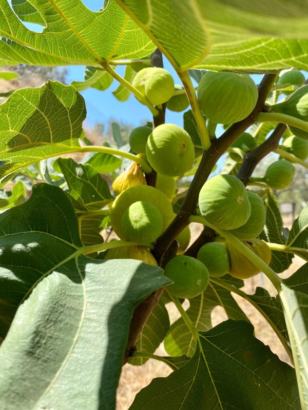 Organik Aydın İnciri – 3000 Gr Jüt Kese, XL Büyük Boy İncir