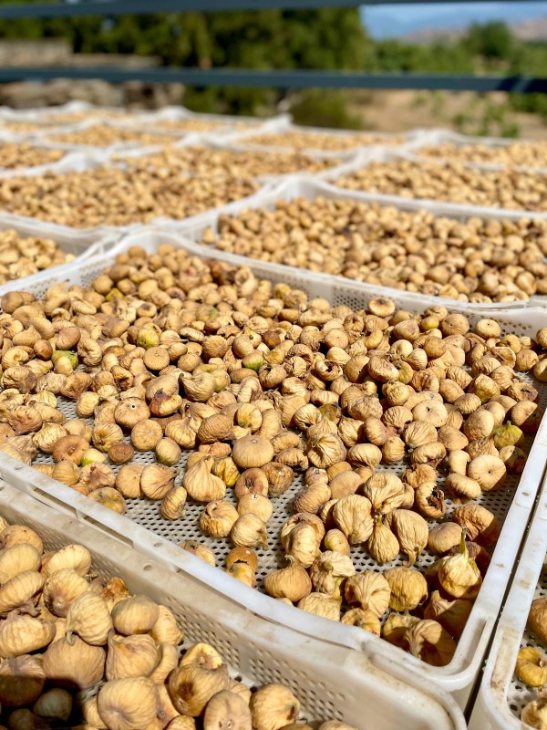 Organik Aydın İnciri – 3000 Gr Jüt Kese, XL Büyük Boy İncir