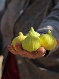 Organik Aydın İnciri - ~1,7 KG