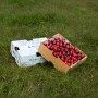 Kiraz - 2+2 KG (4 KG)