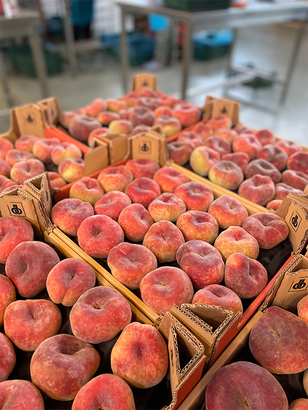 Yassı Şeftali - 1,5 KG -Büyük Ebat Yassı Şeftali - 1,5 KG -Büyük Ebat