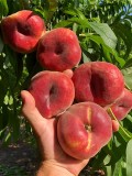 Yassı Şeftali - Kiraz (2 KG + 2 KG)