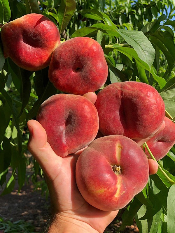 Yassı Şeftali - Kiraz (2 KG + 2 KG)