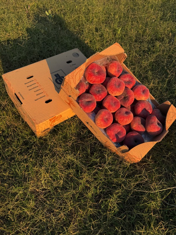 Yassı Şeftali - 5 KG