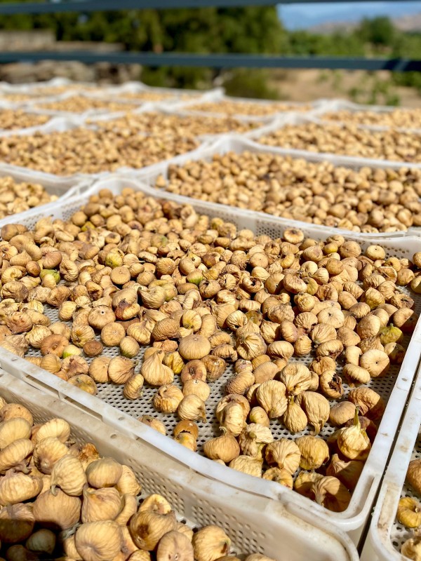 İncir ve Kestane Başlangıç Paketi